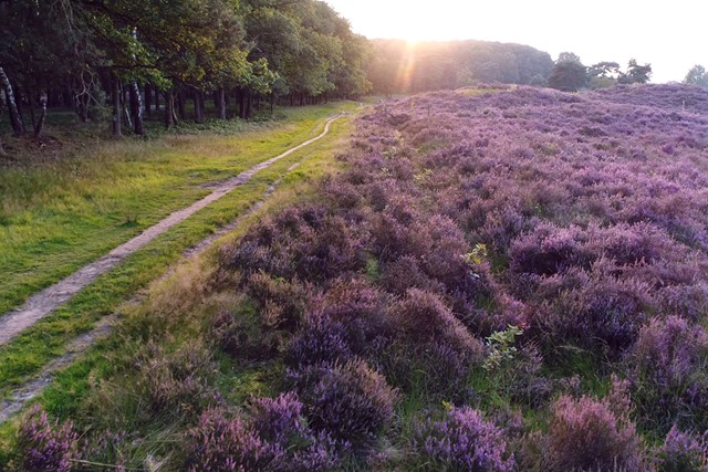 bloeiende, paarse heide langs het wandelpad.