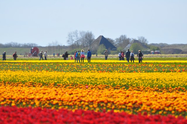 Lente wandelevenementen; Bloeiend Zijpe