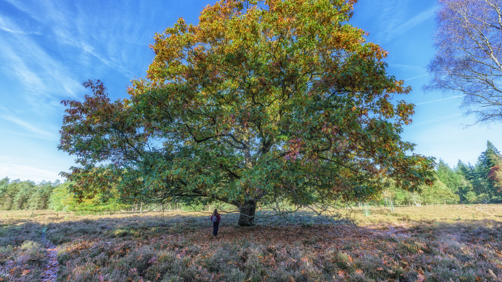 Parkwandeling Noord Brabant Rondje Genderpark (10)
