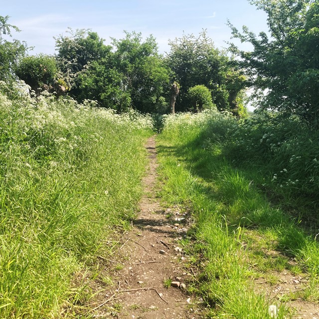 pad door het gras en fluitenkruid.