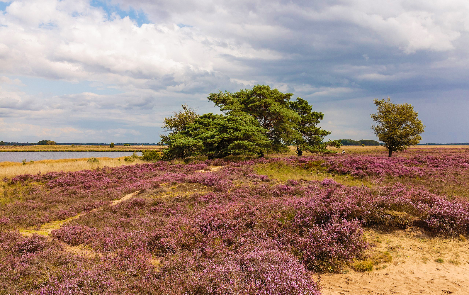 Dwingelderveld