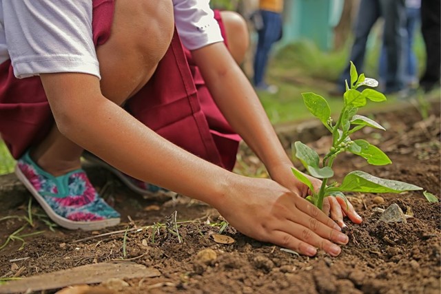 Cadeautips Voor Moeders Die Graag Wandelen;  Boom Planten