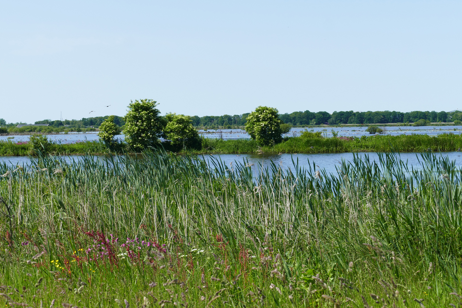 water en gras en een blauwe lucht.