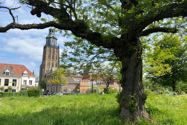 boom en gras met op de achtergrond de kerk en het centrum van Zutphen.