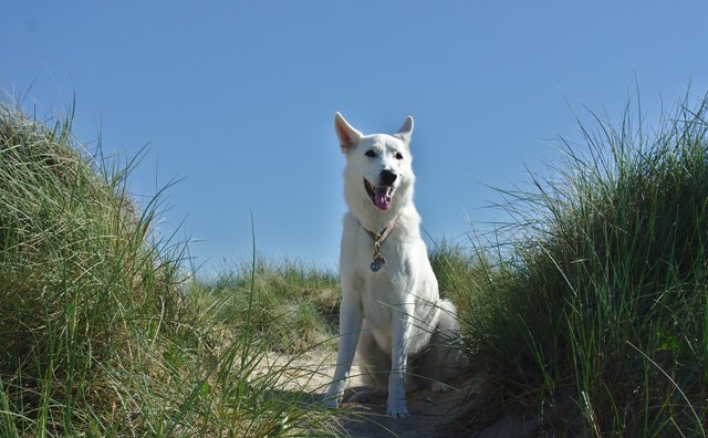 Hond in de duinen