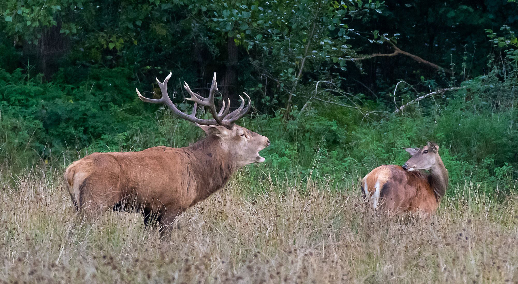 Edelherten in De Mortelen. (Foto: © Rens Copal, Flickr)