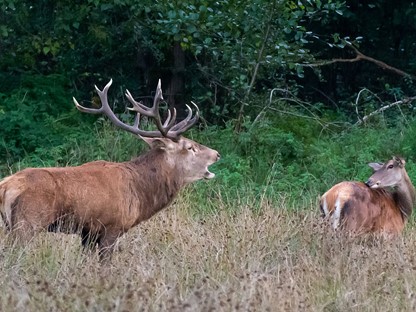 Edelherten in De Mortelen. (Foto: © Rens Copal, Flickr)