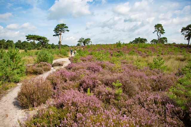 Grenspark De Zoom-Kalmthoutse Heide 