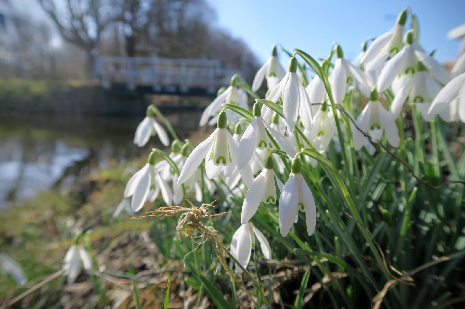 afbeelding van sneeuwklokjes langs het wandelpad.