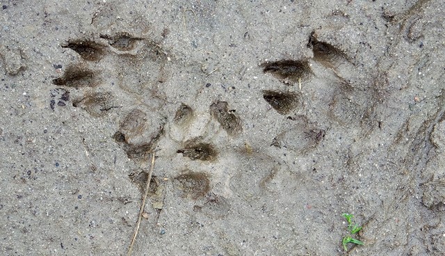 Afbeelding 1 | Wandelen langs wateren met otters