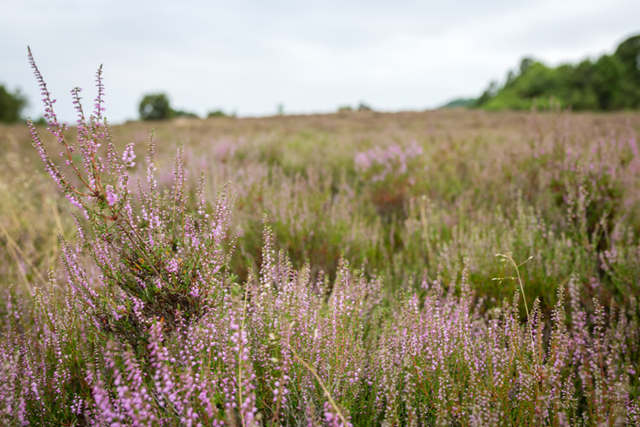 Boswachterspad Achterhoek Laarzenroute Ruurlo Heide
