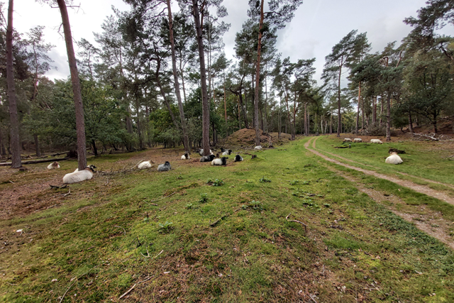 Wandelroute Bornia Heidestein Heide, Stuifzand Bezoekerscentrum Schaapskooi Heidestein