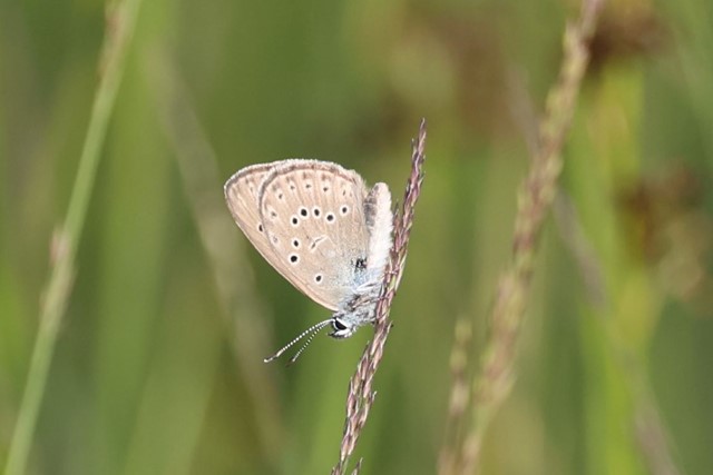 Gentiaanblauwtje. (Foto: © Gertjan van Noord, Flickr)