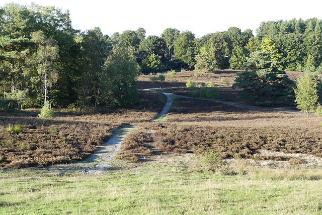 Brunsummerheide, foto: Wikimedia - G. Lanting
