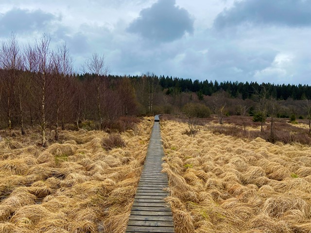 Vlonderpad in natuurpark de Hoge Venen