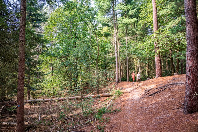 twee wandelaars in de verte in het bos met dennennaalden.