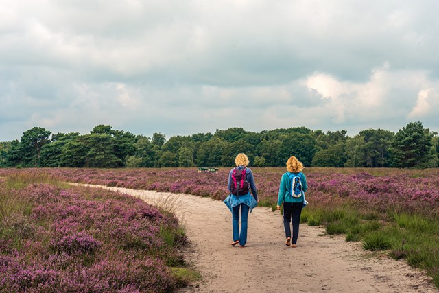 twee vrouwen wandelen op een zandpad door de paarse heide.