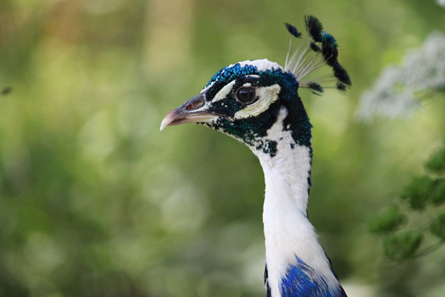Landgoed Hoenderdaell een verrassend wandeluitje: vogel