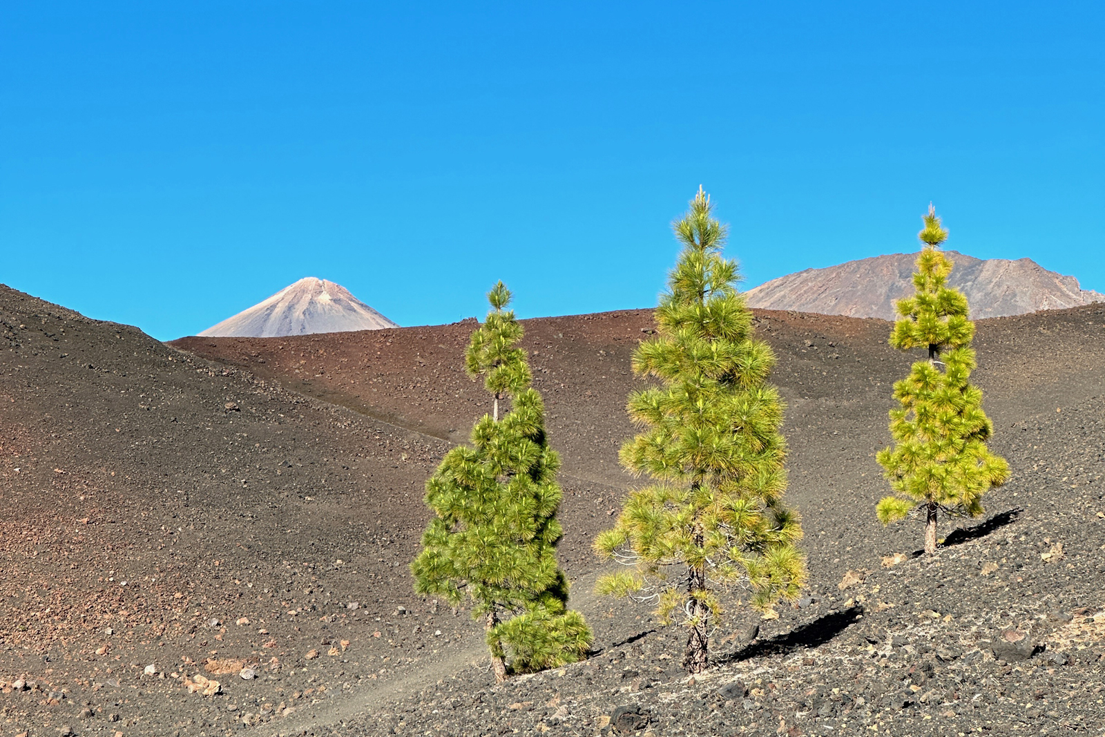 drie boompjes op vulkanische grond op Tenerife.