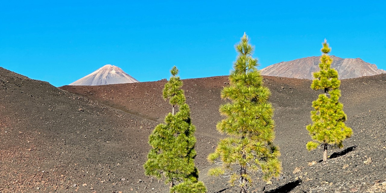 drie boompjes op vulkanische grond op Tenerife.