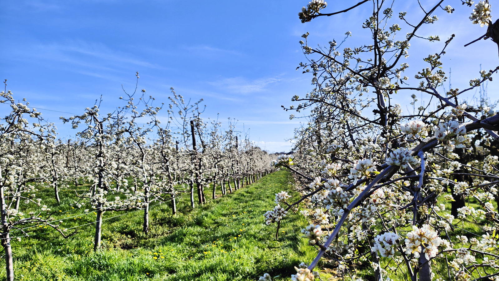 afbeelding van een fruitboomgaard.