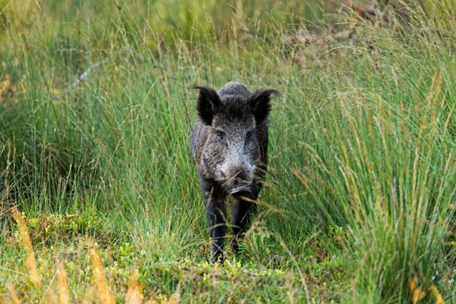 Wandelroutes Op De Veluwe 5 Tips Deelerwoud