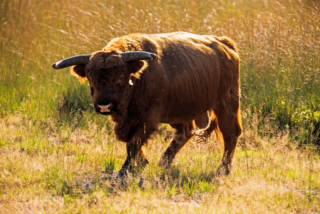 Wandelroute Veluwe Deelerwoud Schotse Hooglanders