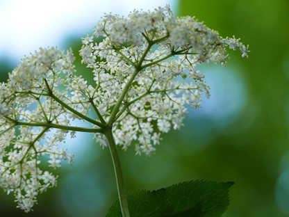 Hanne's Wandelwereld: vlierbloesem