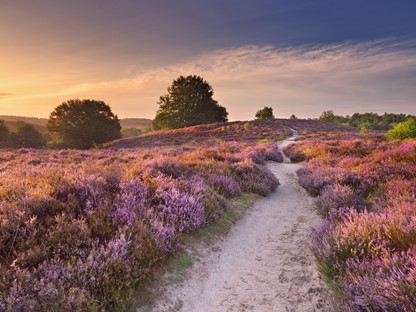 Paarse heide