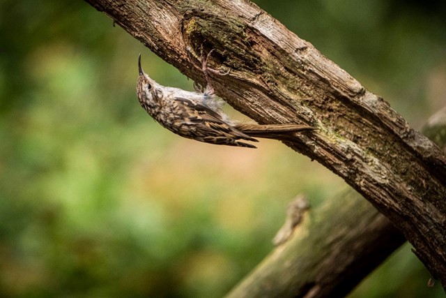 Wandelen In De Ijstijd De Hunebedden Van Borger; Boomkruiper