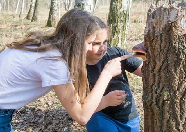 afbeelding van twee kinderen die een zwam op een boom zien.