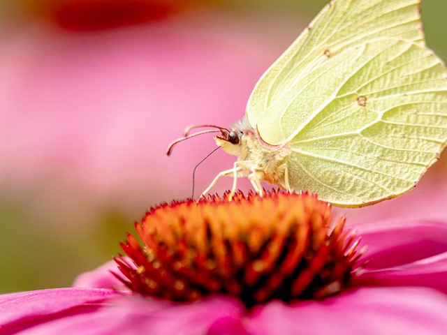 afbeelding van een witte vlinder op een roze bloem.