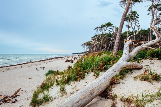 Het Darßer Weststrand