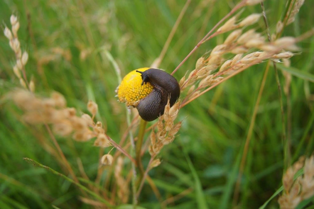 Slakken die zich te goed deden aan de margrieten in de berm