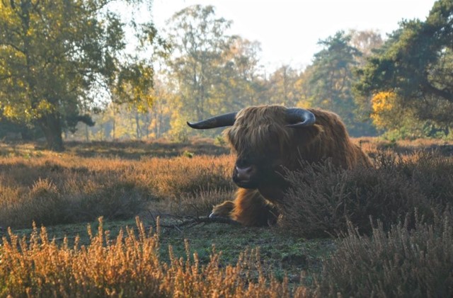 Schotse Hooglander