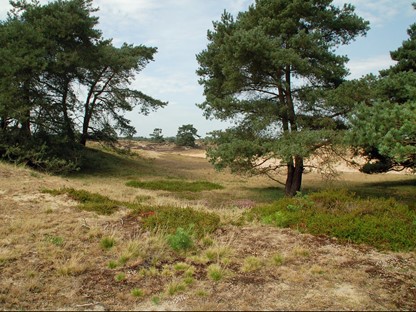 Friese Woudenpad