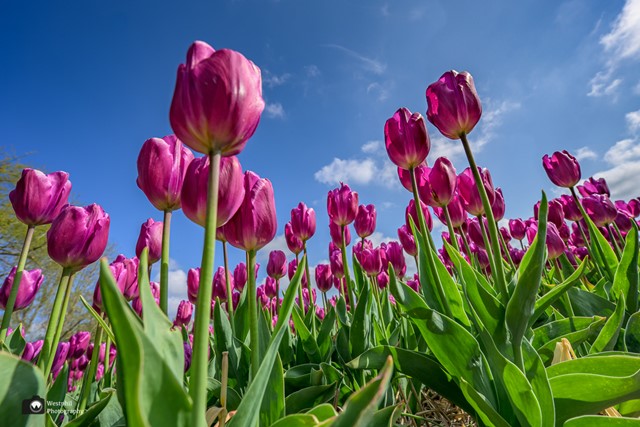 afbeelding van roze tulpen.