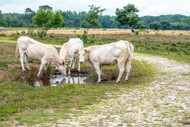 De mooiste wandelroutes in Lochem: runderen op de Gorsselse Heide