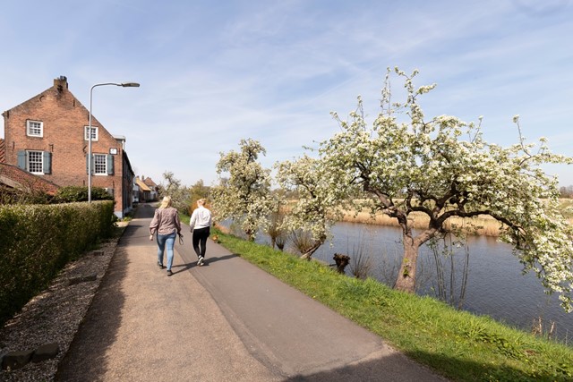 afbeelding van 2 wandelaars door de Betuwe, langs bloesem.