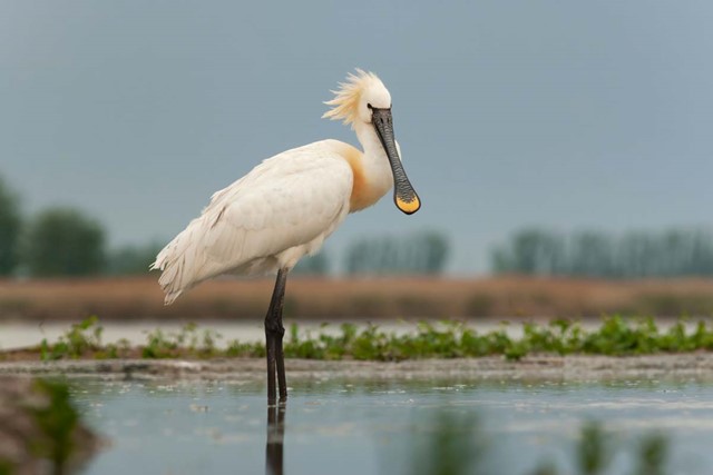 Vogels kijken tijdens je wandeling in de winter; Lepelaar