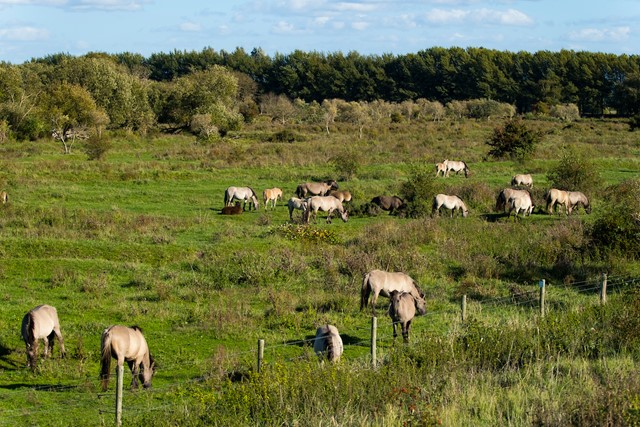 Wandelen tussen de konikpaarden