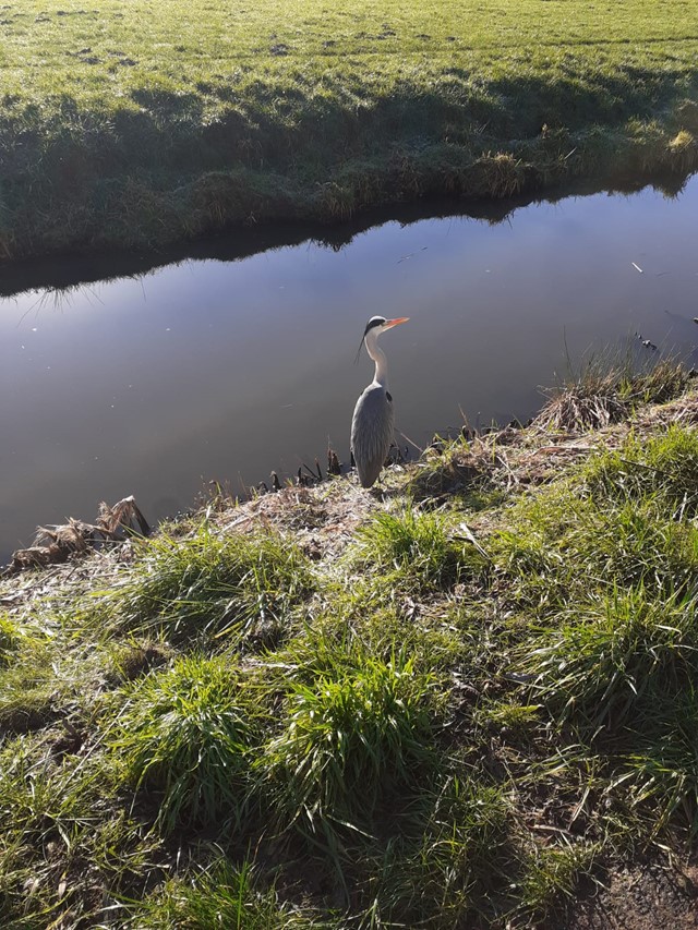 Reiger op de kade van een sloot