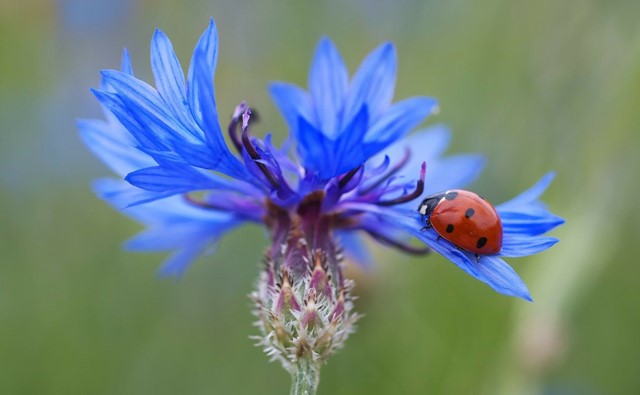 Mooie blauwe bloem