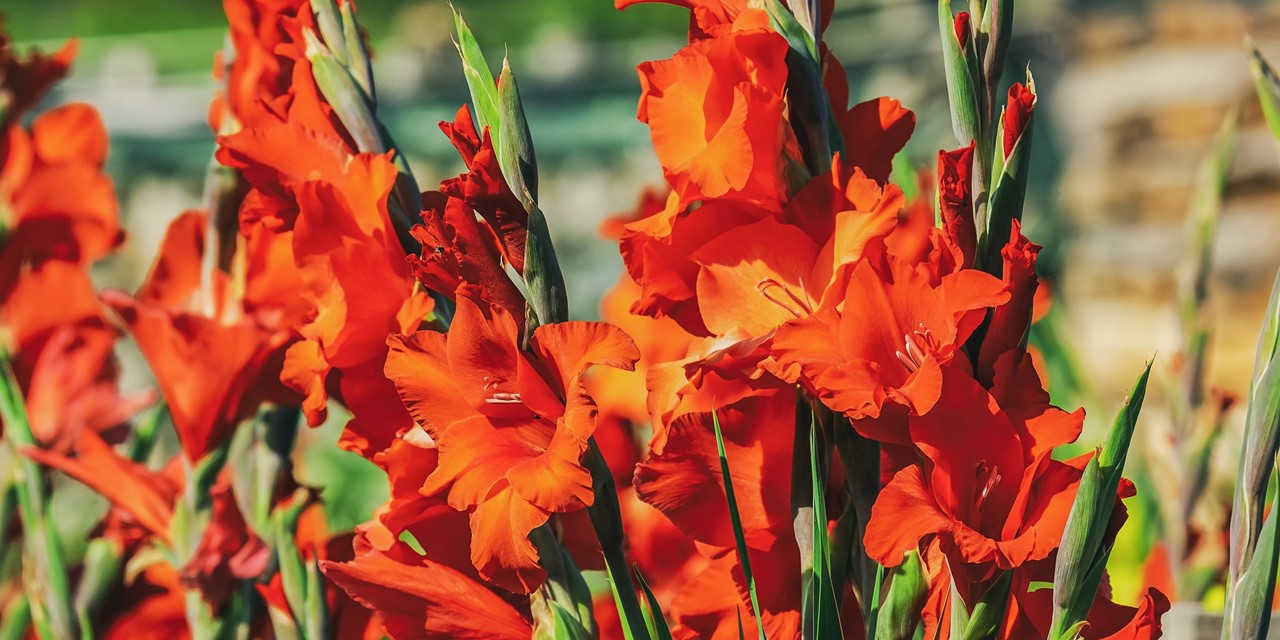 oranje bloemen