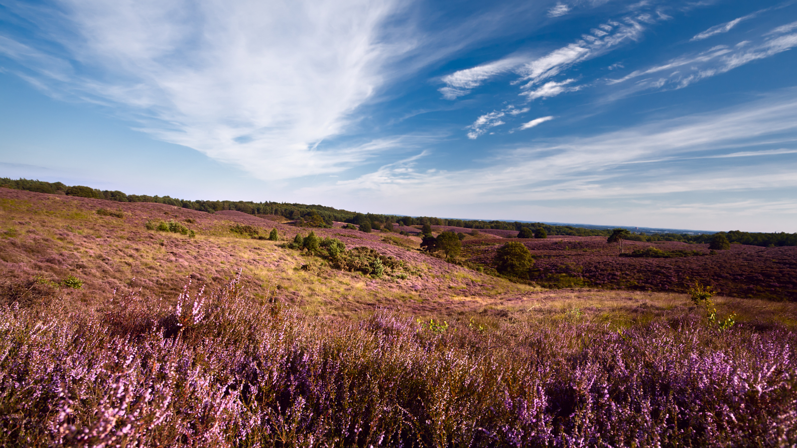 Wandelroutes In Gelderland 5 Tips