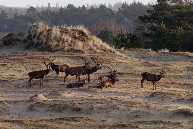 afbeelding van een groep edelherten in het stuifzand.