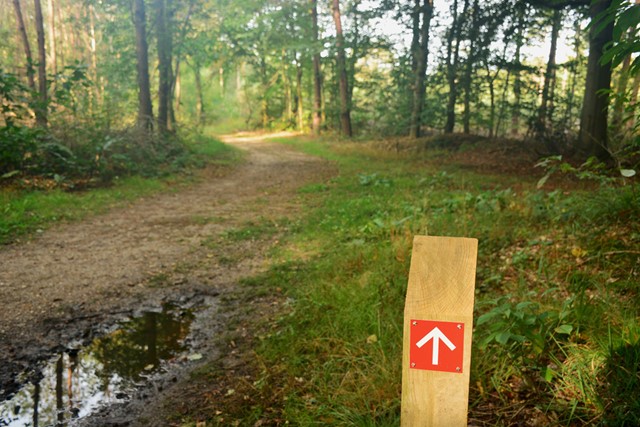 Review Grisport Terrain Mid wandelschoenen: bos in Groesbeek