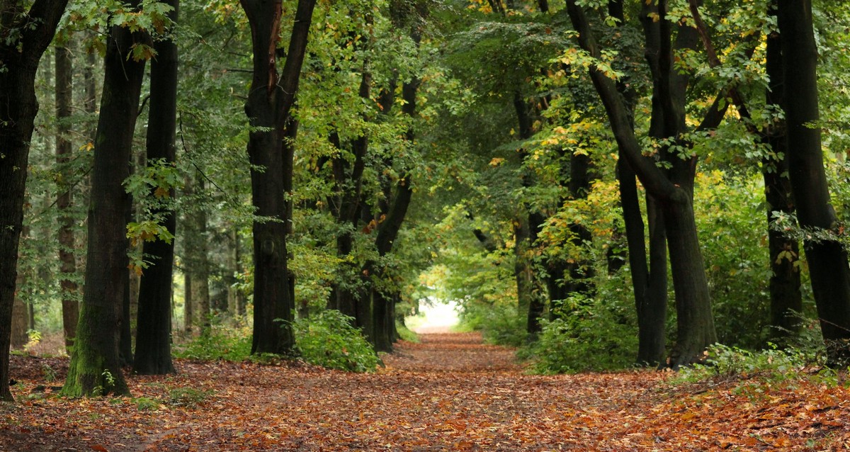 afbeelding van het bos met herfstblaadjes op de grond.