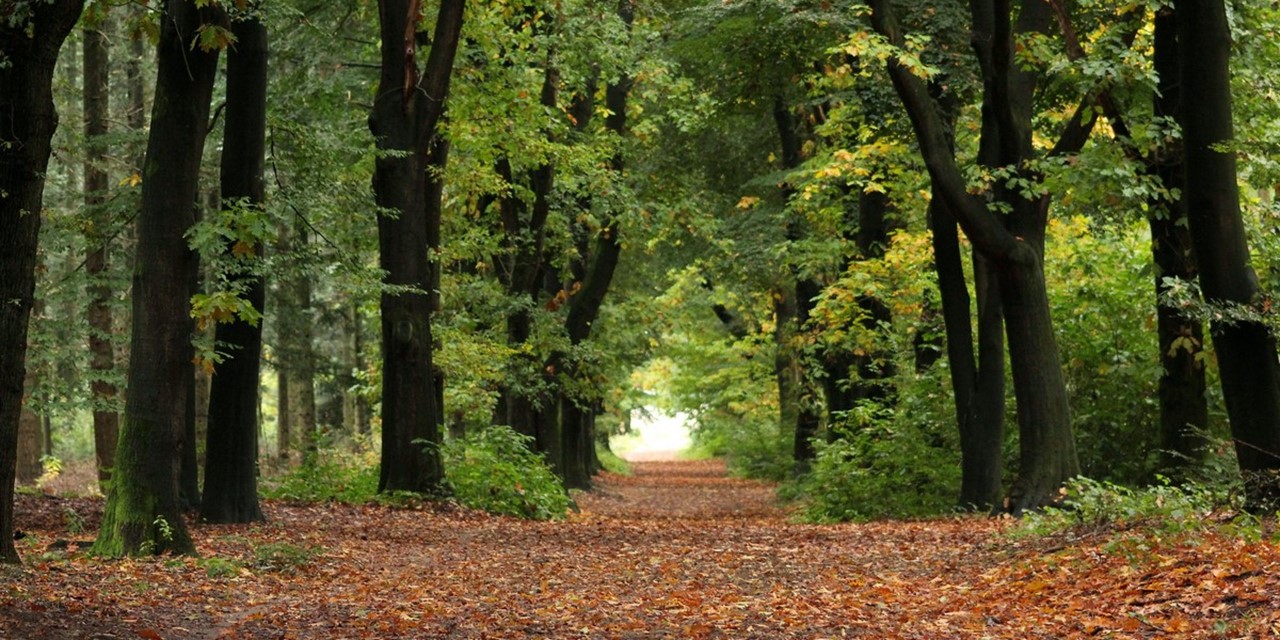 afbeelding van het bos met herfstblaadjes op de grond.