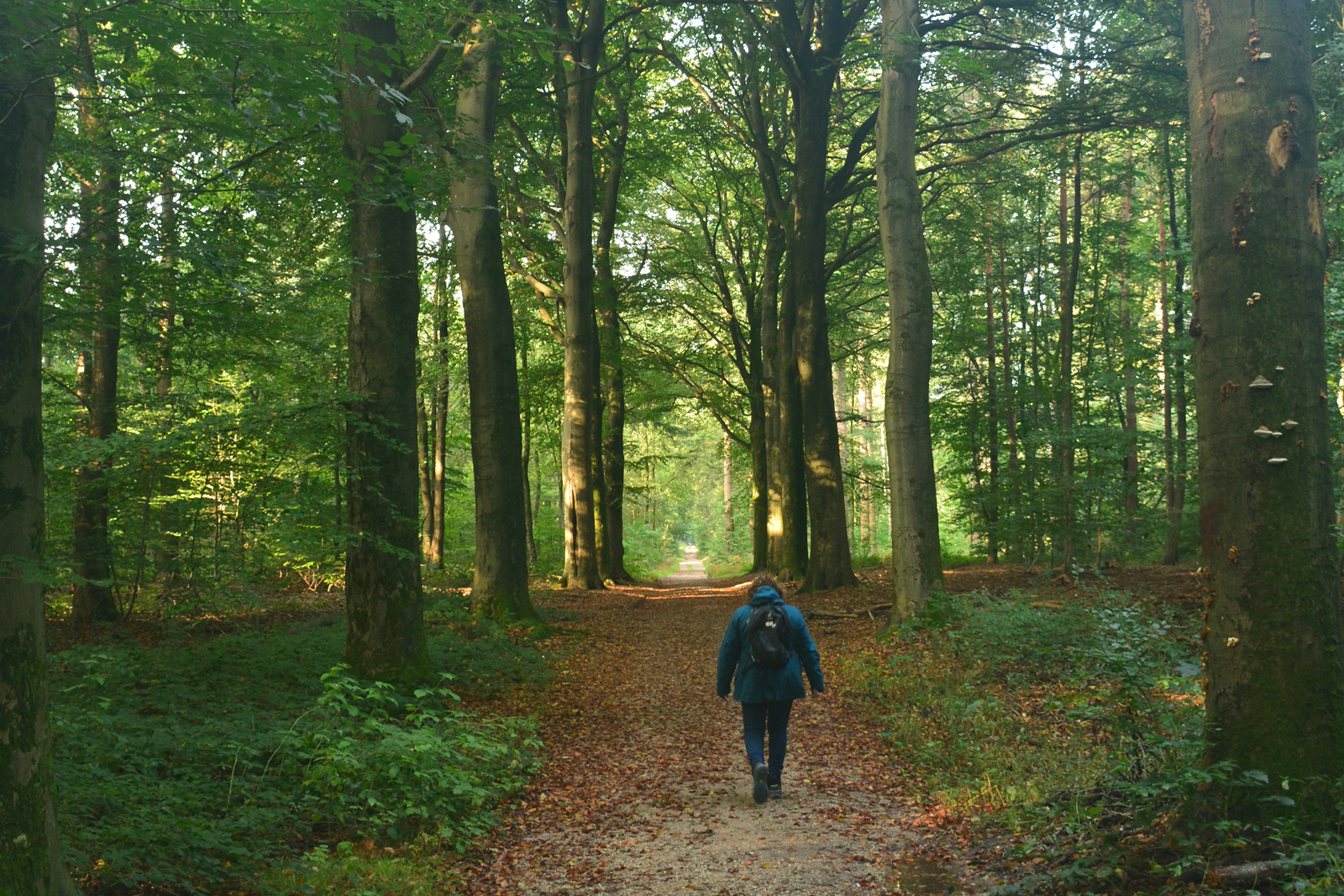 Review Grisport Terrain Mid wandelschoenen, in het bos bij Groesbeek
